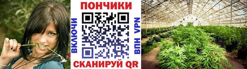 Бошки марихуана марихуана  Мончегорск 